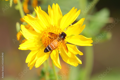 honeybee or apis dorsata bee collecting nectar on wild yellow marigold flower with blurred nature background.