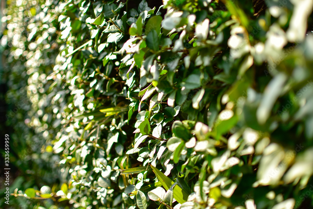 spring, hedging fence in the garden