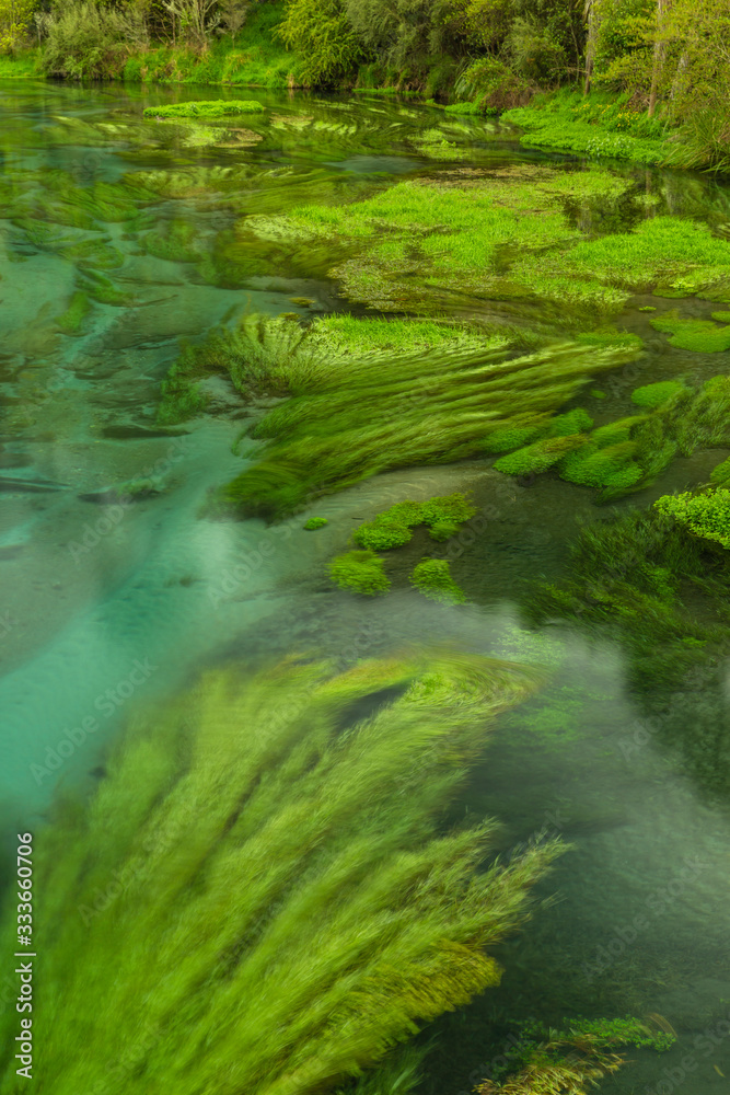 ニュージーランド　プタルルのブルースプリングの透明で澄んだ川