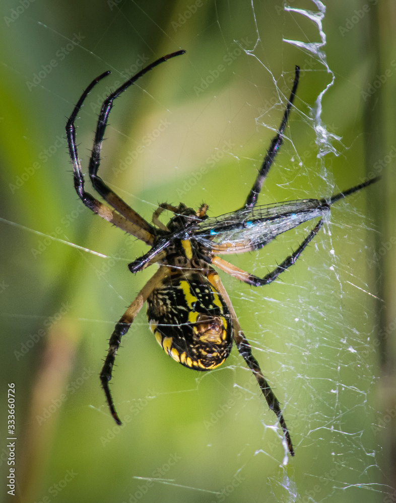 A garden spider on its silken web A garden spider on its silken web