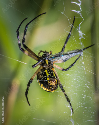 A garden spider on its silken web