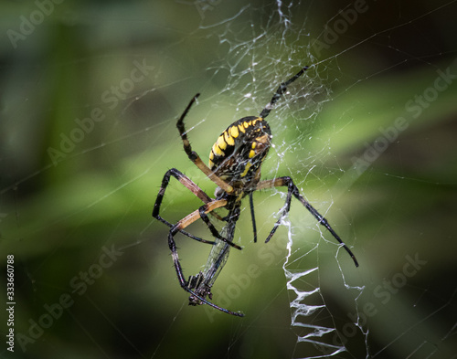 Black and yellow garden spider wrapping up a small dragonfly
