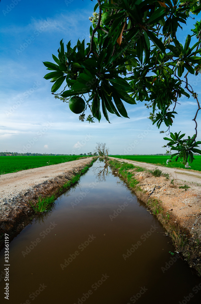 Obraz premium Rural area view surrounding with beautiful landscape of green paddy rice field