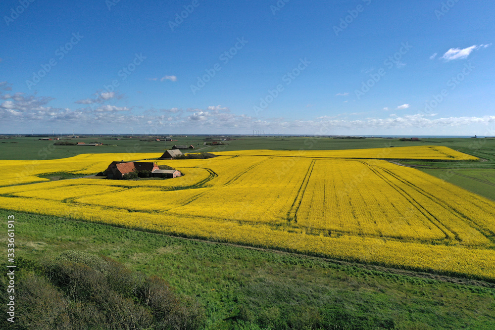 Fototapeta premium Rapsfeld aus der Drohneperspektive