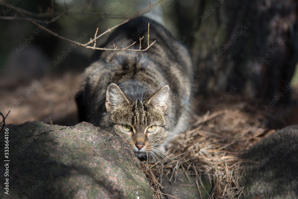 Grey tabby cat lurking in a forest behind a stone