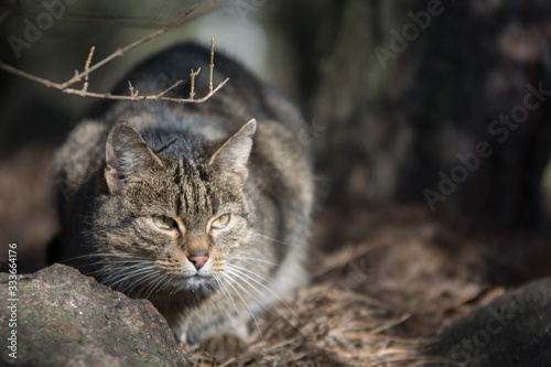 Grey tabby cat lurking in a forest behind a stone