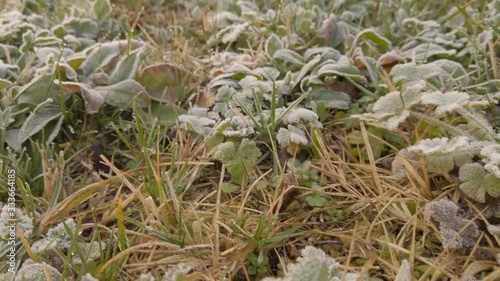 Closeup shot of frozen grass