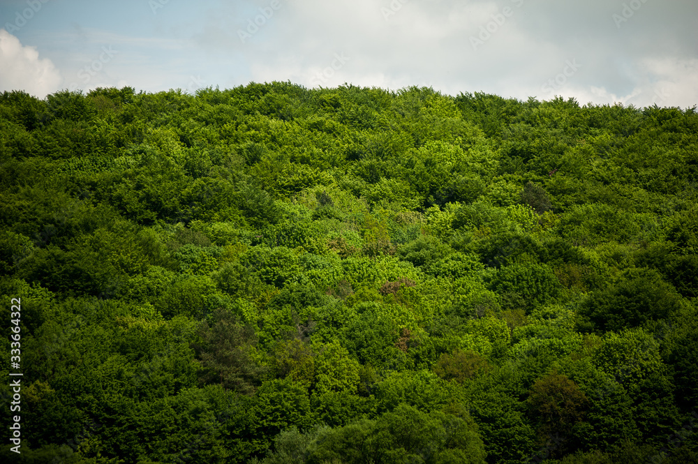 the sky above the trees in the forest