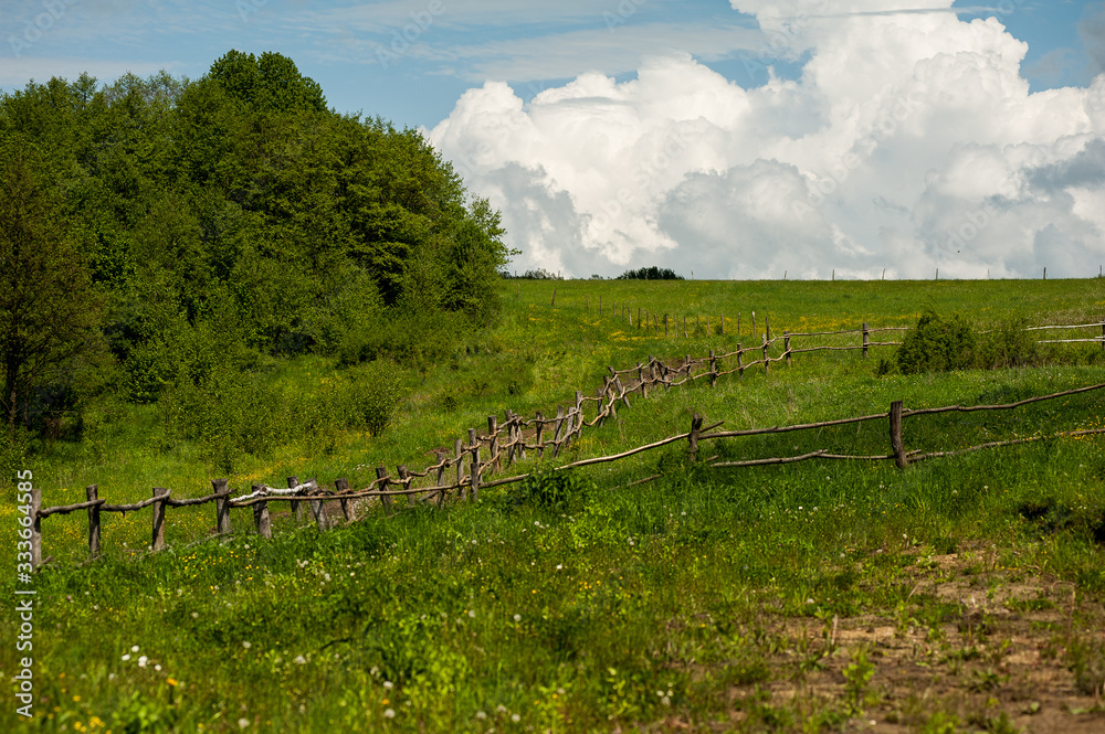 Fototapeta premium the sky above the trees in the forest
