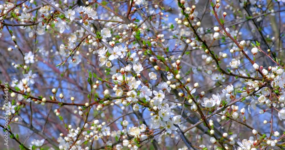 Branch with beautiful white Spring Cherry Flowers on Tree. Nature scene with flowering sakura on blossom background. Botanical bloom concept. Blooming backdrop Branch with beautiful white Spring Cherry Flowers on Tree. Nature scene with flowering sakura on blossom background. Botanical bloom concept. Blooming backdrop