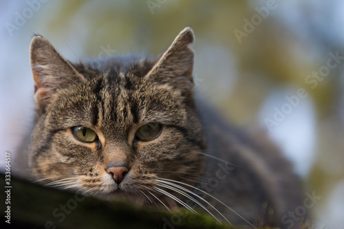 Close-up of a sprayed tabby cat with incision scar on her ear looking straight into the camera - copy space