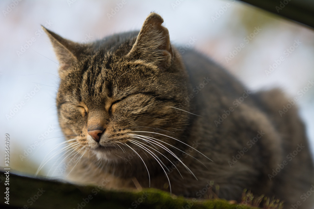 Close-up of a sprayed tabby cat with incision scar on her ear resting Close-up of a sprayed tabby cat with incision scar on her ear resting