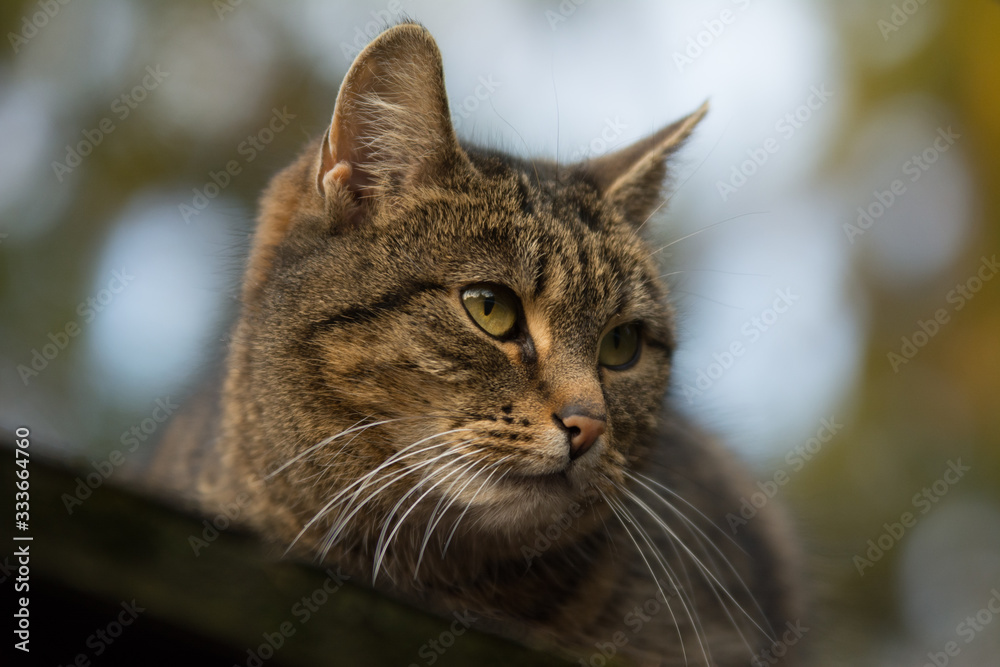 Close-up of a sprayed tabby cat with incision scar on her ear looking right