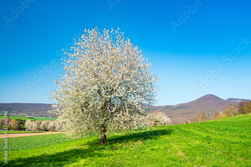 Kulturlandschaft im Frühling,  blühende Kirschbäume, bei Bad Sooden-Allendorf, Hessen, Deustchland
