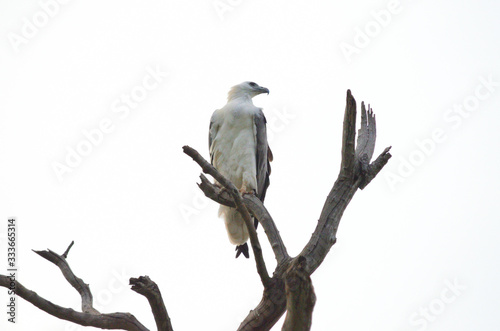 White-bellied Sea Eagle 