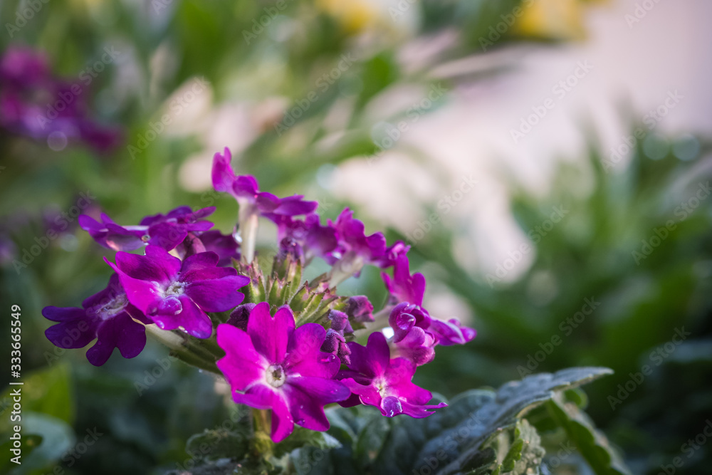 Fototapeta premium Purple flowers in the rain