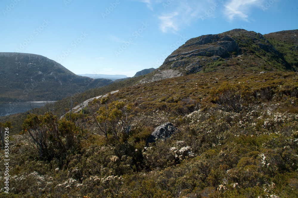 Fototapeta premium Cradle Mountain Tasmania, view across flowering alpine vegetation 