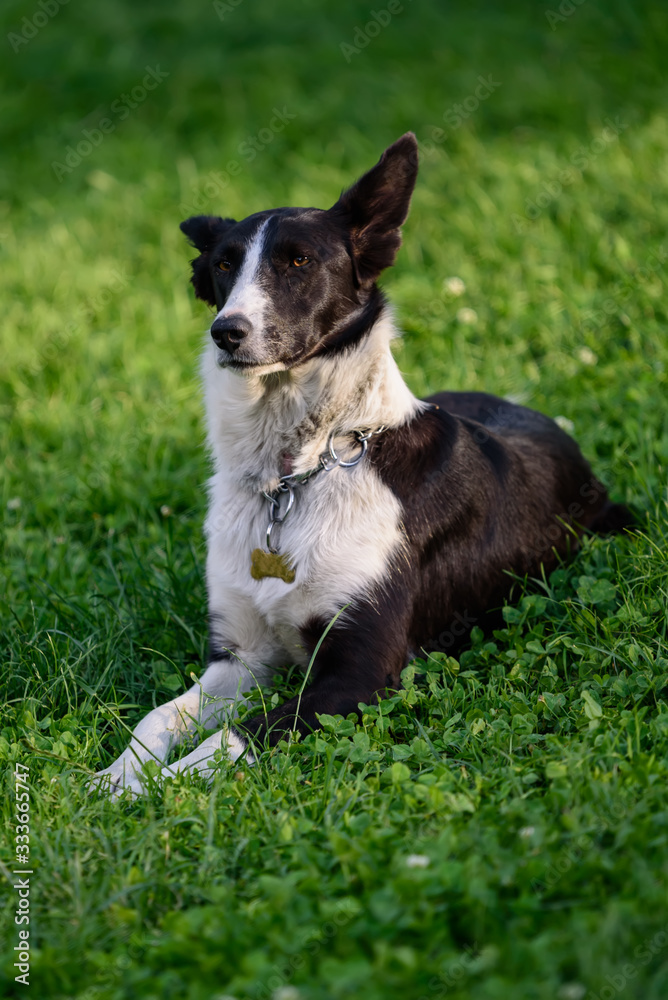 dog sitting on green grass dog sitting on green grass