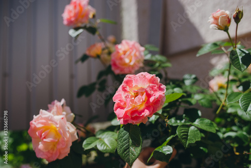 Some pink roses bushes in the garden. © ChesterAlive91