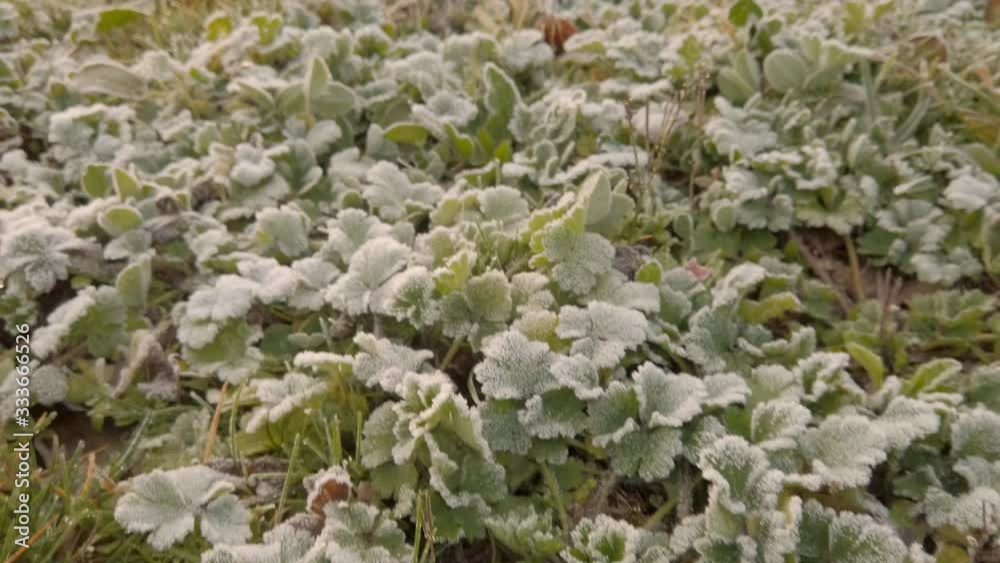 Closeup shot of frozen grass Closeup shot of frozen grass