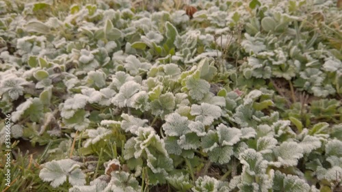  Closeup shot of frozen grass