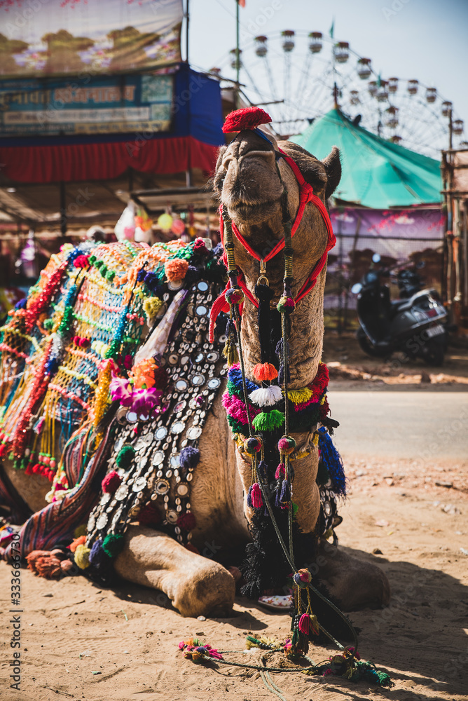 India; pushkar; fiera dei cammelli; rajasthan; cammelli