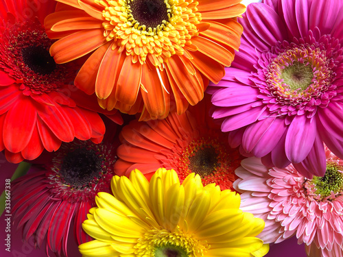 Close up plenty yellow orange pink red gerbera flowers on a bright pink background