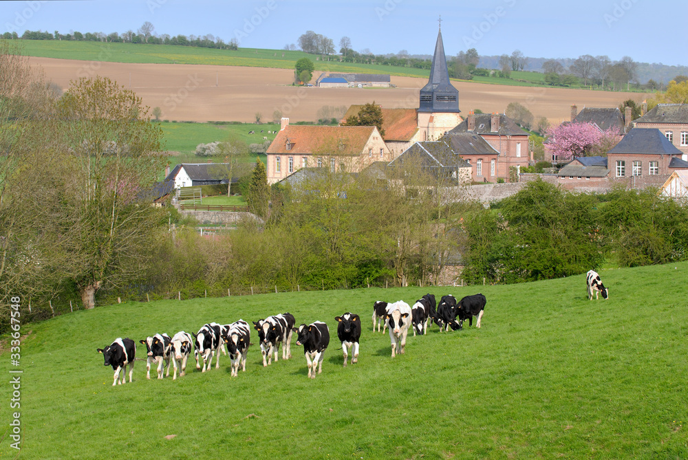 Fototapeta premium Troupeau prim holstein avec village