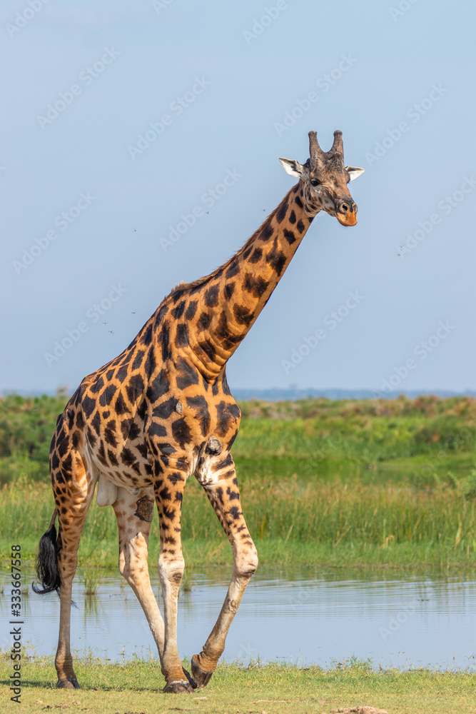 Obraz premium Rothschild's giraffe ( Giraffa camelopardalis rothschildi) at the Nile, Murchison Falls National Park, Uganda.