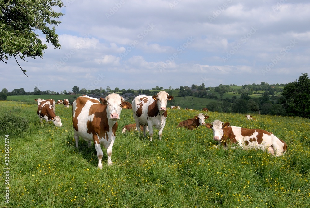 Troupeau vaches montbéliardes dans un pré fleuri