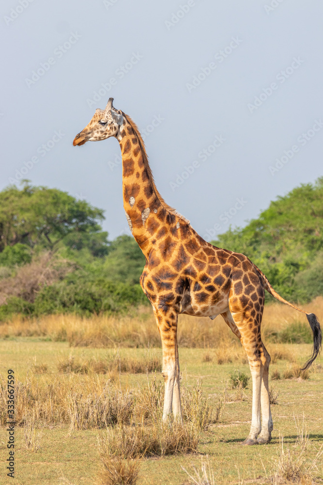 Fototapeta premium Rothschild's giraffe ( Giraffa camelopardalis rothschildi), Murchison Falls National Park, Uganda.