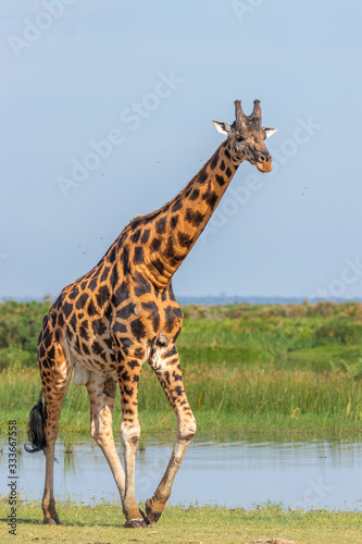 Rothschild s giraffe   Giraffa camelopardalis rothschildi  at the Nile  Murchison Falls National Park  Uganda.