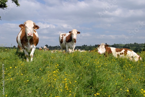 Troupeau vaches montbéliardes dans un pré fleuri