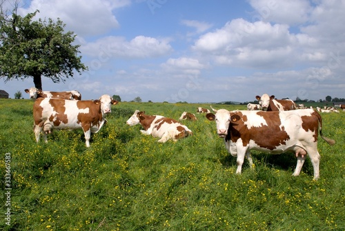 Troupeau vaches montbéliardes dans un pré fleuri © S. Leitenberger