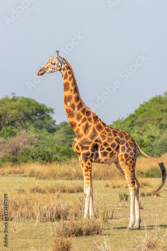 Rothschild's giraffe ( Giraffa camelopardalis rothschildi), Murchison Falls National Park, Uganda.