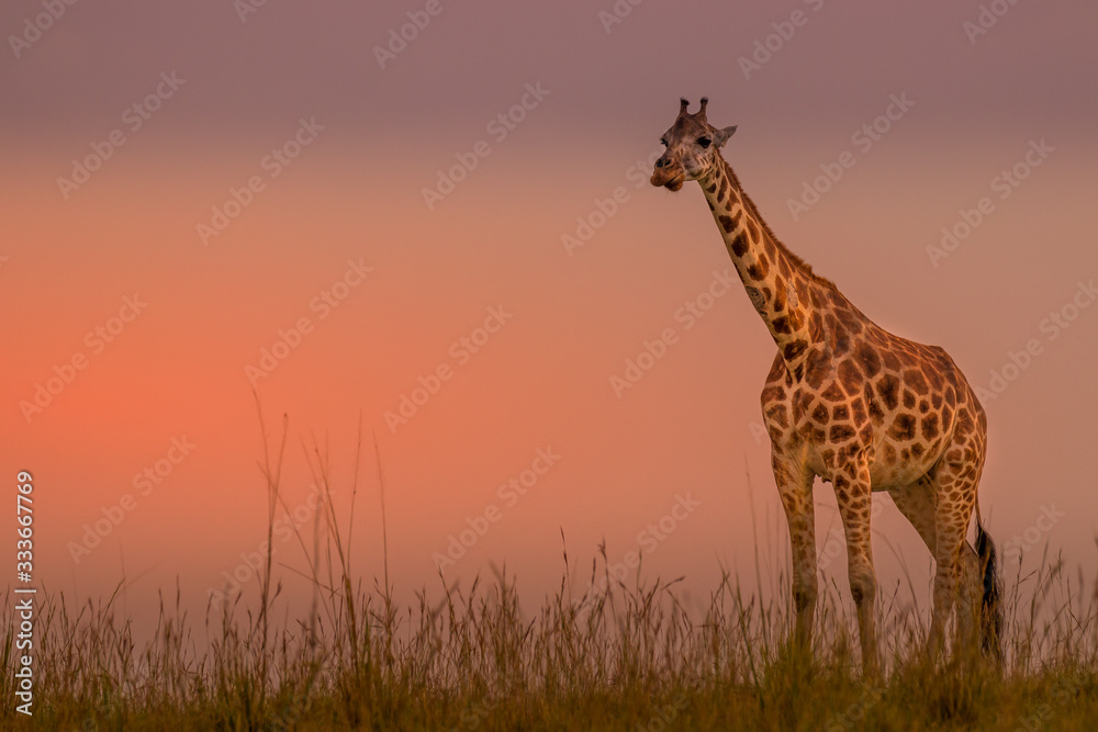Rothschild's giraffe ( Giraffa camelopardalis rothschildi) in a beautiful light at sunset, Murchison Falls National Park, Uganda.