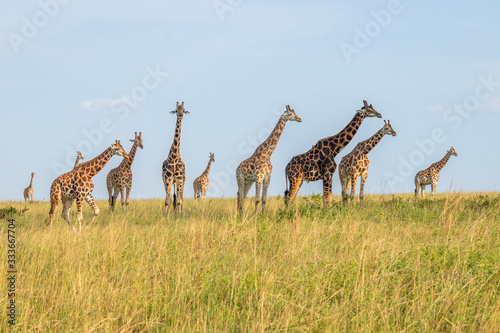 A tower Rothschild's giraffe ( Giraffa camelopardalis rothschildi) in a beautiful light, Murchison Falls National Park, Uganda.