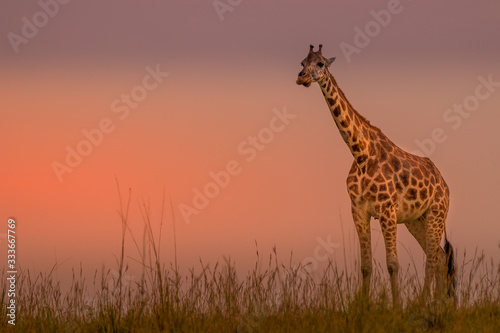 Rothschild s giraffe   Giraffa camelopardalis rothschildi  in a beautiful light at sunset  Murchison Falls National Park  Uganda.