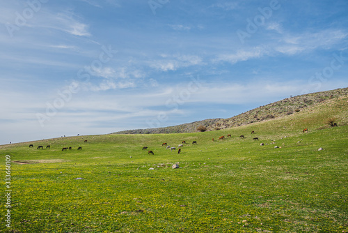 herd of horses in the mountains on the field