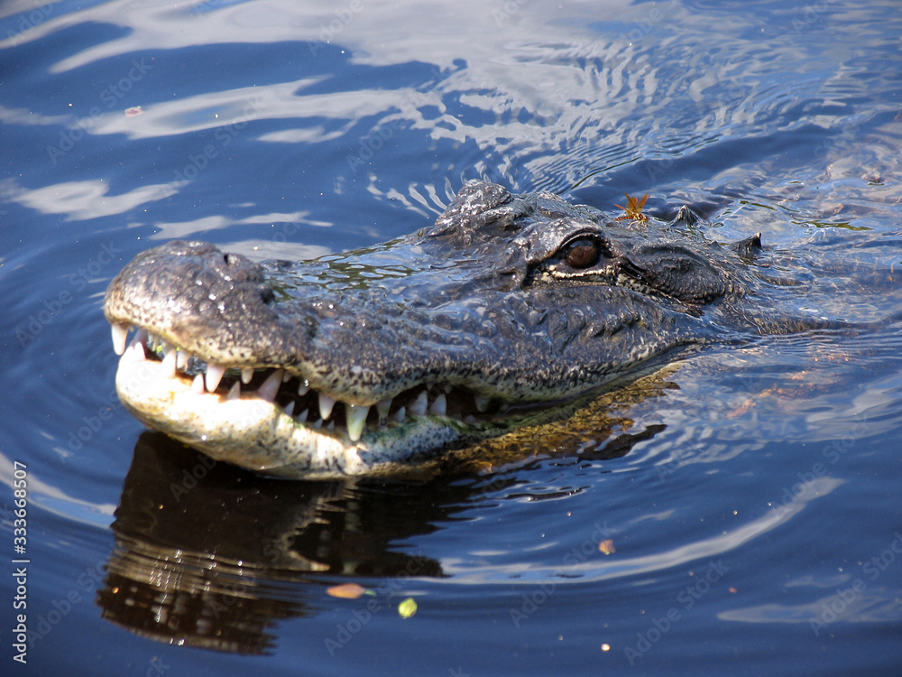 Obraz premium Everglades, Touring, Airboat, Alligator, Fish, Animals, Copeland, Florida, United States