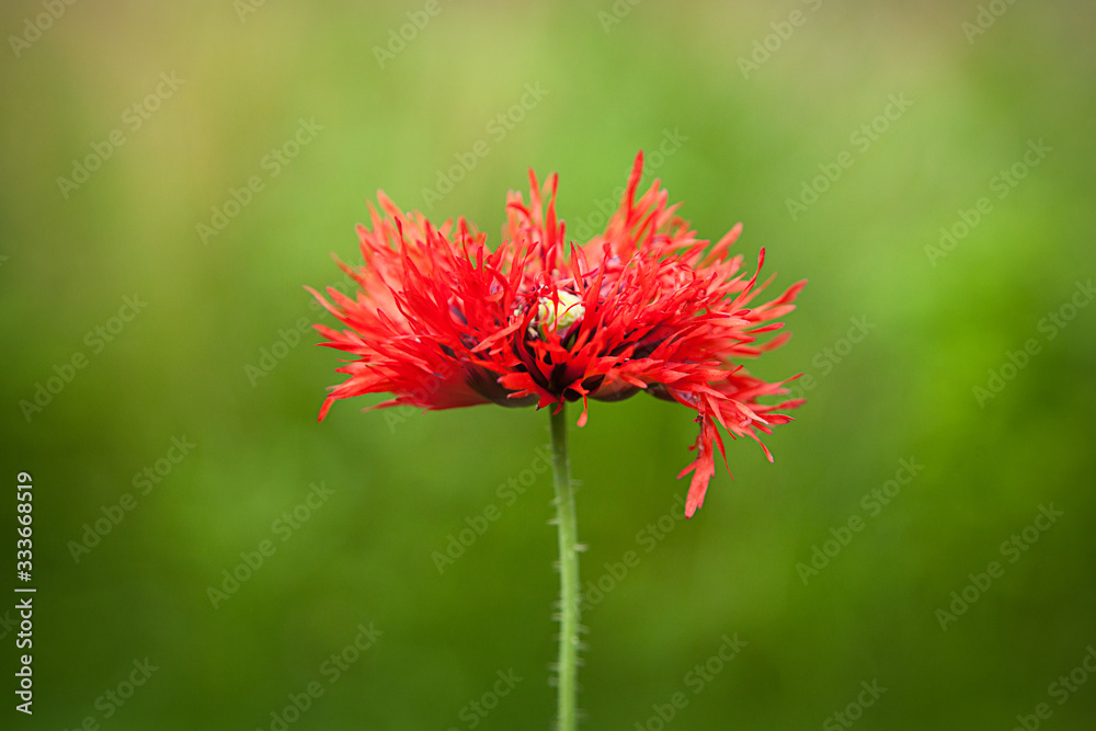 red poppy flower in the garden red poppy flower in the garden