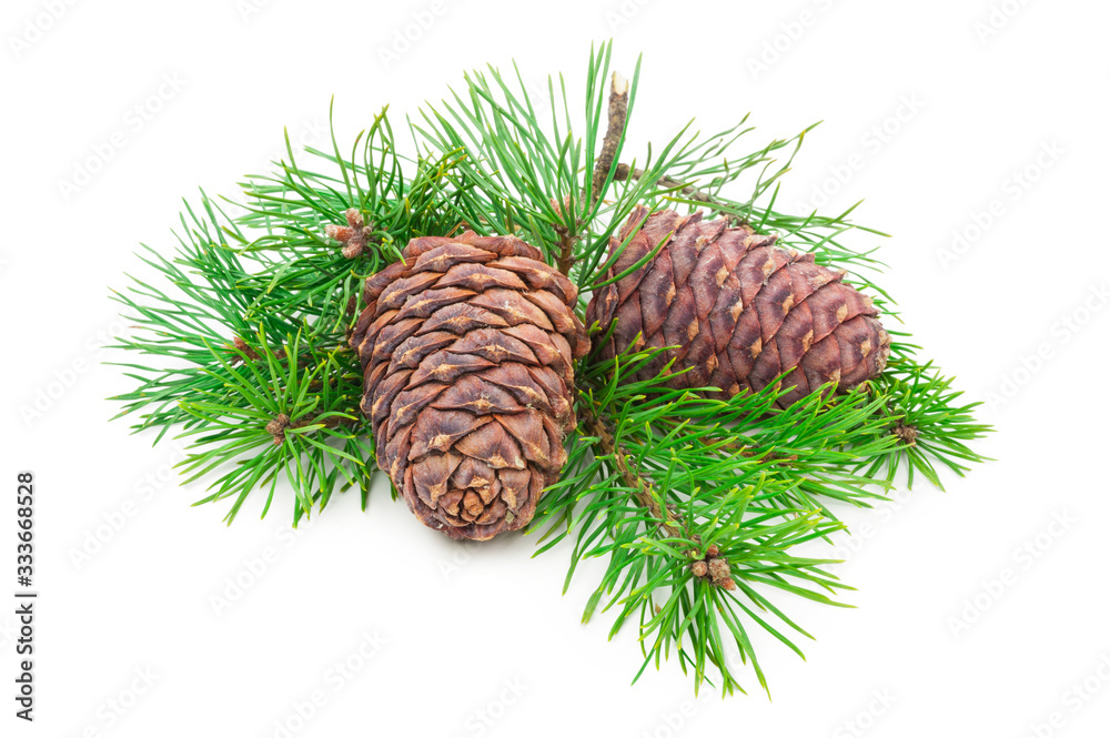 Fototapeta premium Cedar cones with branch on white