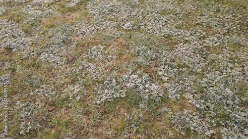 Closeup shot of frozen grass