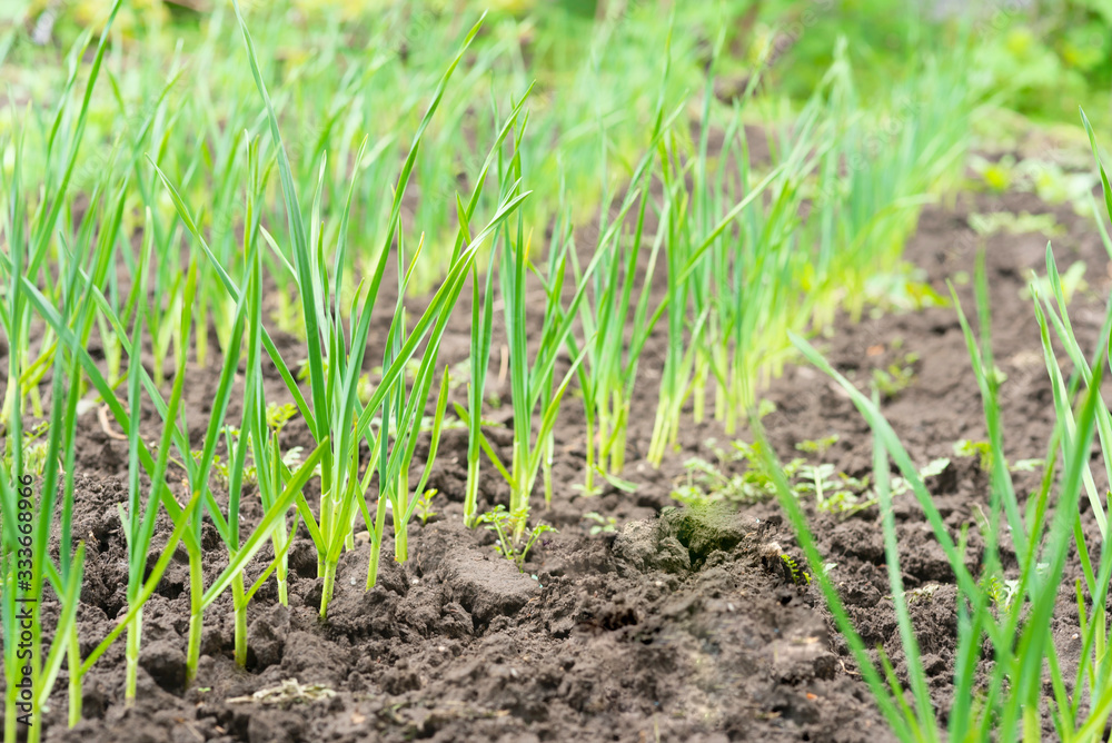 rows of green garlic plants in the garden