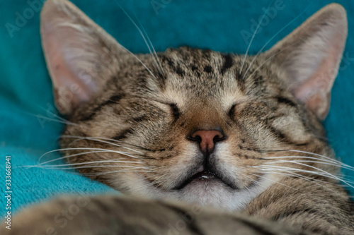 head of a cat sleeping on its back on a turquoise sofa