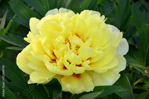 Fototapeta Naklejka Na Ścianę i Meble -  Yellow luxurious peony in the garden close-up