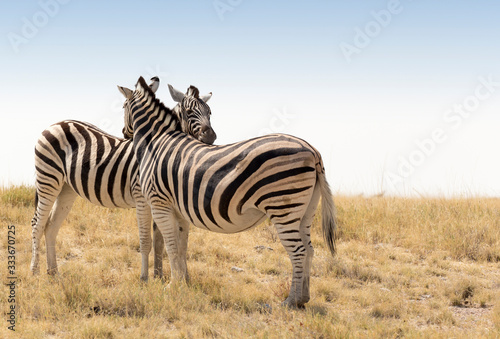 The wildlife of Etosha national park in Namibia