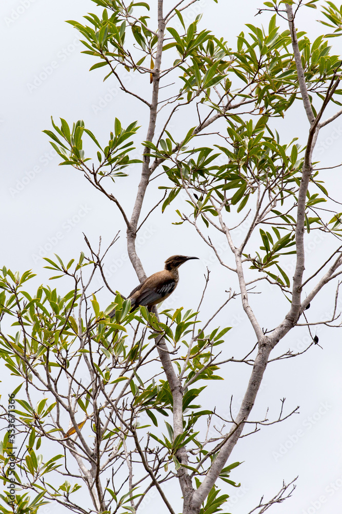 Photo of New Caledonian Friarbird Photo of New Caledonian Friarbird