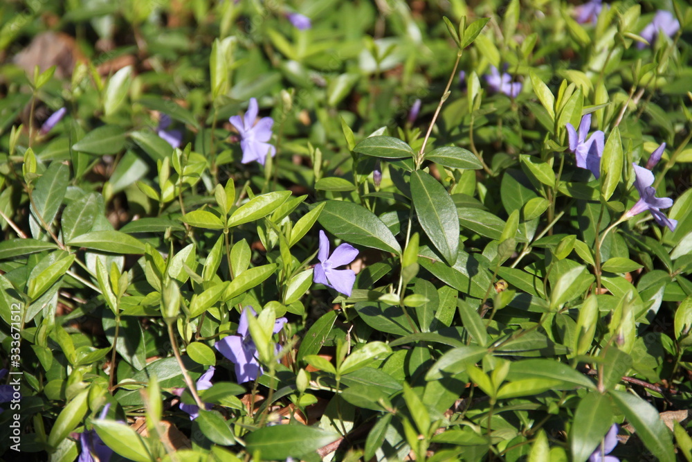 Purple wild flower vinca in the forest Purple wild flower vinca in the forest