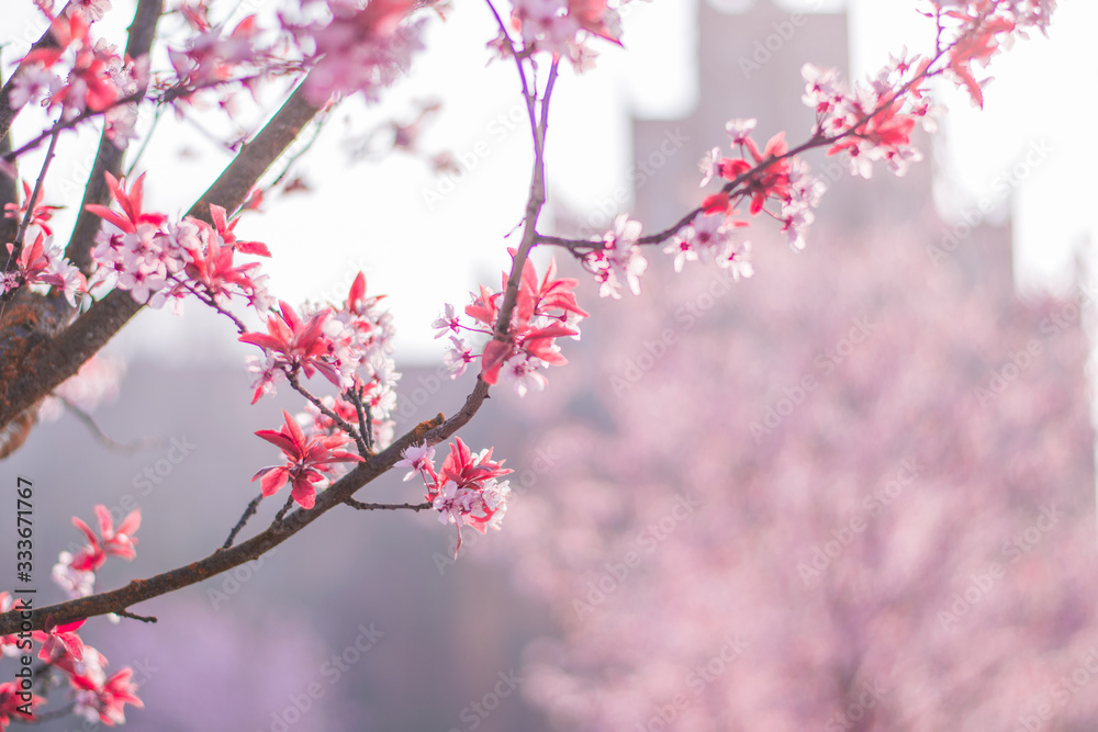 spring flower cherry spring flower cherry